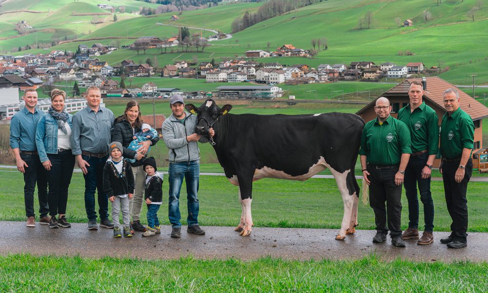 Holstein